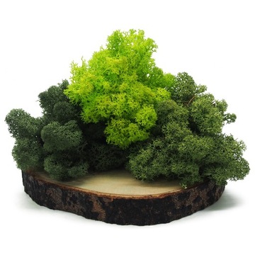 Крабовый мох Светло-Зеленый 500г