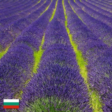 100% натуральное эфирное масло лаванды для ароматерапии, 10 мл