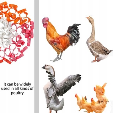 Маркеры-кольца для кур, гусей, птиц, 30 шт м4.