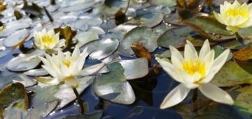 Красивая кувшинка Nymphaea PYGMAEA HELVOLA Миниатюра для пруда