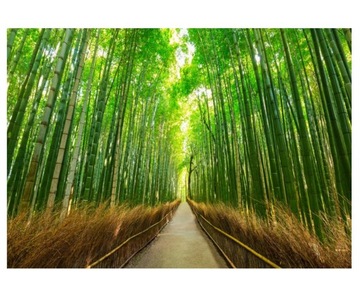 Fototapeta 416x254cm Arashiyama bambusowy las w