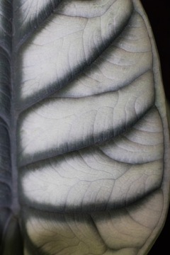 Алоказия SILVER DRAGON, сорт RARYTAS, маленький экземпляр
