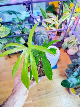 Anthurium pedatoradiatum |Bigos|Kolekcjonerski|DØ12cm