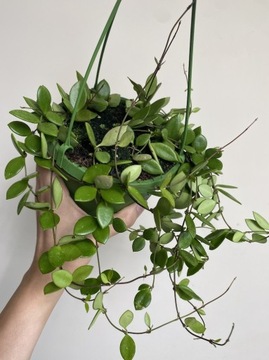 Hoya Puber