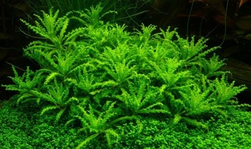 Pogostemon Helferi GWIAZDA in vitro