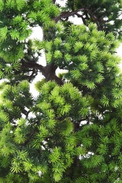 BONSAI LARCH 70 дерево, лиственница, керамическое покрытие