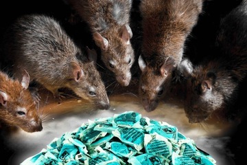 САМЫЙ СИЛЬНЫЙ ЯД ДЛЯ КРУПНЫХ ГРЫЗУНОВ ПАСТА 2х300Г