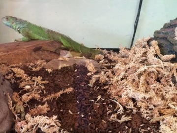 BESGROW MOSS SPAGMOSS Сфагнум 100г прессованный Новозеландский марина-комфорт