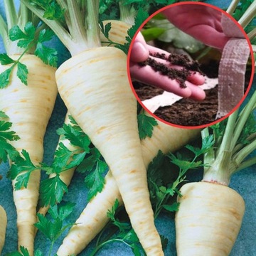 Nasiona na taśmie Pietruszka