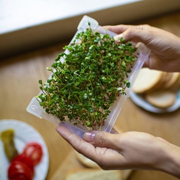 МИНИ-СПРАТЕР ПНОС ДЛЯ ДОМАШНЕГО ВЫРАЩИВАНИЯ РАССТАВКИ 1 ШТ.