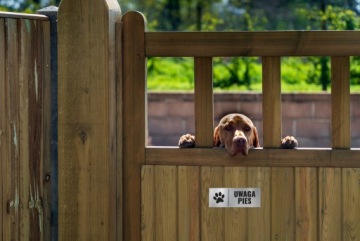 ТАРЕЛКА ATTENTION DOG 20x7,5 АЛЮМИНИЕВАЯ BAD DOG