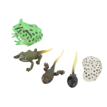 5 шт. Цикл роста головастика Реалистичный детальный этап роста PVC 7Q