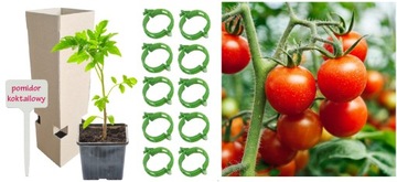 Pomidor KOKTAILOWY Flavorino sadzonka w doniczce + Tabliczka + Uchwyty