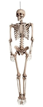 Szkielet Człowieka Model Kościotrup Dekoracja na Halloween 160C