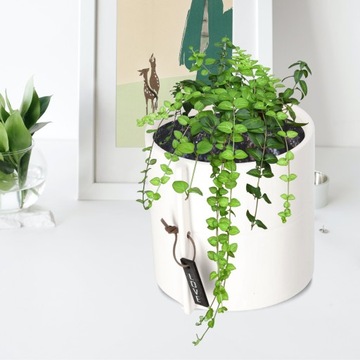 КРЫШКА ДЛЯ ЦВЕТОЧНОГО ВАЗОНА КЕРАМИЧЕСКИЙ ЦВЕТОЧНЫЙ ГОРШОК ЦВЕТА 17 СМ