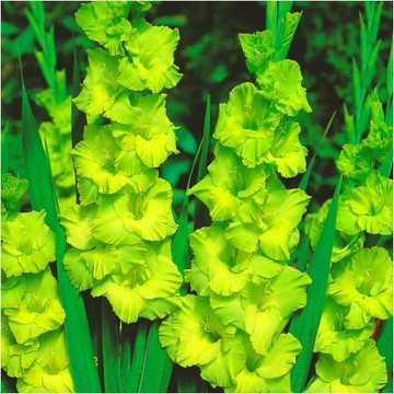 GLADIOLUS CEBULKI MIECZYK ZIELONY 5 sztuk + GRATIS