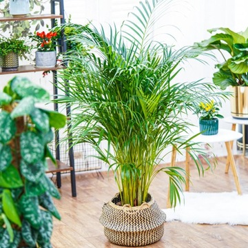 Wysoka AREKA - DUŻA Nawilżacz powietrza - dypsis dla zdrowego domu