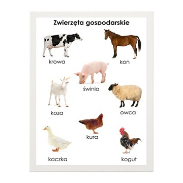 PLAKAT EDUKACYJNY 21x30 A4 zwierzęta GOSPODARSKIE