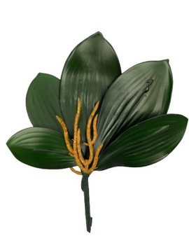 Liśće storczyka z korzeniami STORCZYK orchidea