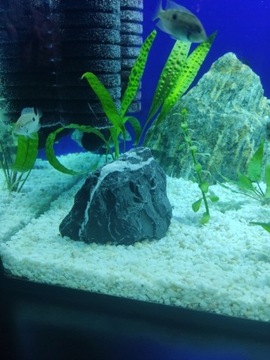 16kg Biały Grys Do Akwarium Malawi 1-4mm