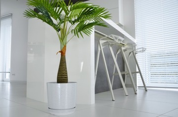 Пуансеттия БЕЛЫЙ БОЛЬШОЙ декоративный цветочный горшок 21