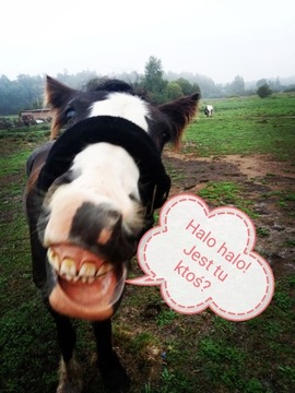 Маска от насекомых йорка с бахромой на носу или носу