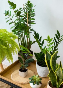 СУБСТРАТ ДЛЯ РАСТЕНИЙ И ПАЛЬМОВЫХ ЦВЕТОВ УНИВЕРСАЛЬНАЯ ПОЧВА С КОМПО-УДОБРЕНИЯМИ 10л