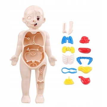 3D Puzzle Human Body Anatomy Model Organ Assembled