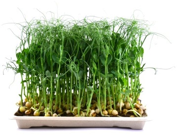 MATA LNIANA do kiełkowania mikrolistki microgreens