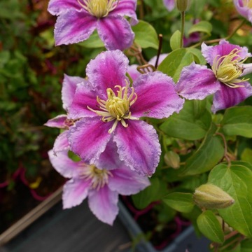 Powojnik Clematis wielkokwiatowy Piilu