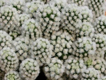 Mammillaria Arizona Snowcap Śnieżna Kula Unikalny