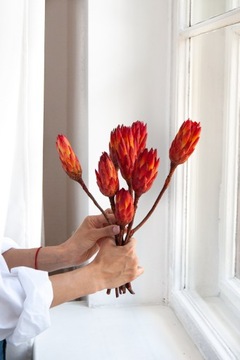 PROTEA suszone kwiaty do wazonu susz florystyczny