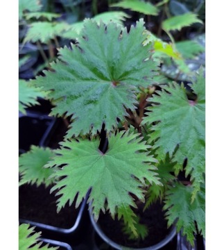 Begonia lyallii