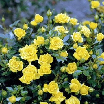 Высокая, желтая, ароматная плетистая роза.