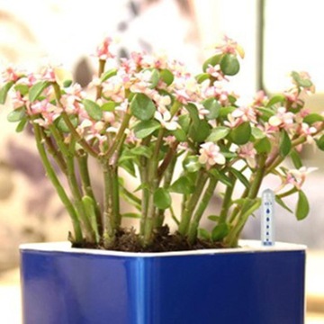 Множество из 4 указателей уровня воды для горшечной почвы для