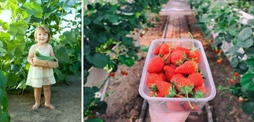 ПРОЧНАЯ СЕЗОННАЯ ТЕПЛИЧНИКА CARRUZZO 3x2x2