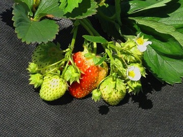 КОВРИК КЛИНОВЫЙ АГРОНЕТКАНЫЙ АГРОНЕТКАНЫЙ 0,8х10 УФ