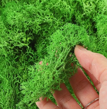 MECH RENIFEROWY CHROBOTEK TRAWIASTY ZIELONY NATURALNY ŻYWY DEKORACYJNY 500G
