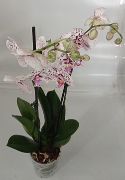 Орхидея ФАЛЕНОПСИС 6 большая губа