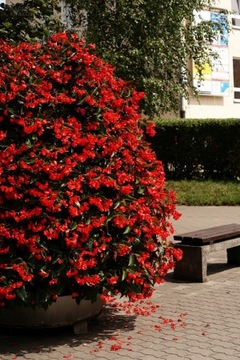 Begonia Dragon Wing Red XL sadzonka