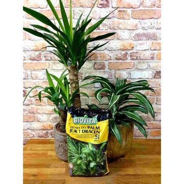 2x ПОЧВА ДЛЯ ЗЕЛЕНЫХ ПАЛЬМ JUK DRACEN 10л