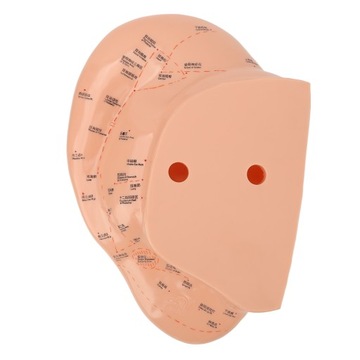 Model punktu akupunktury ucha 40 cm dokładne, wyraźne czcionki PVC