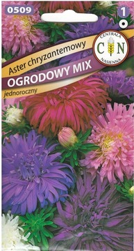 ASTER CHRYZANTEMOWY mix kolor fi kwiata 14-17 cm