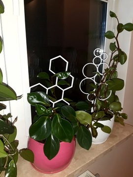 ОПОРА ЛЕСТНИЦА ПЕРГОЛА МЕДОЛАЗ ЦВЕТЫ