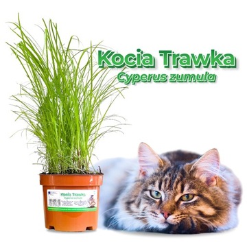 Kocia Trawka, Kocia Trawa, roślina Cyperus zumula x2 (dwie sztuki)