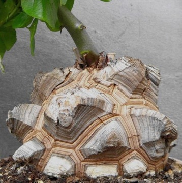 Roślina żółw SADZONKI Dioscorea elephantipes S