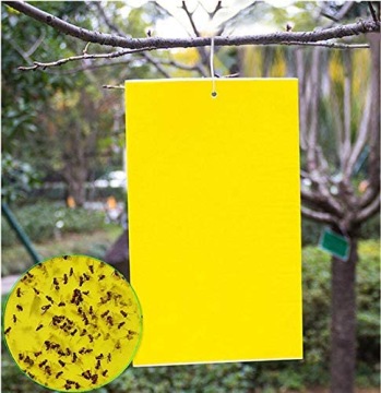 ПРУЖИННАЯ ЛОВУШКА ДЛЯ СЕМЯН LEP С ПРИМАНКОЙ