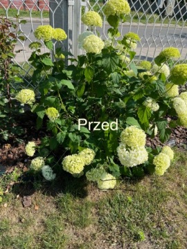 ПОДДЕРЖКА ДЛЯ РАСТЕНИЙ, АРКА, 135 см, гортензия, 2 ШТ.