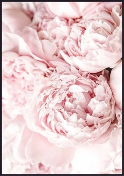 Piwonie - plakat - format 70 x 100 cm