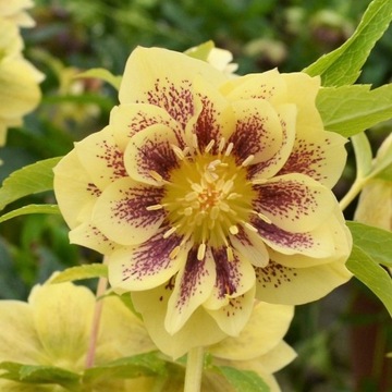 Ciemiernik DOUBLE ELLEN YELLOW SPOTTED żółte cudne kwiaty SADZONKA